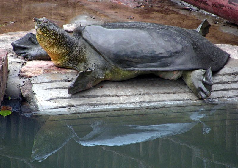 Yangtze Giant Softshell Turtle