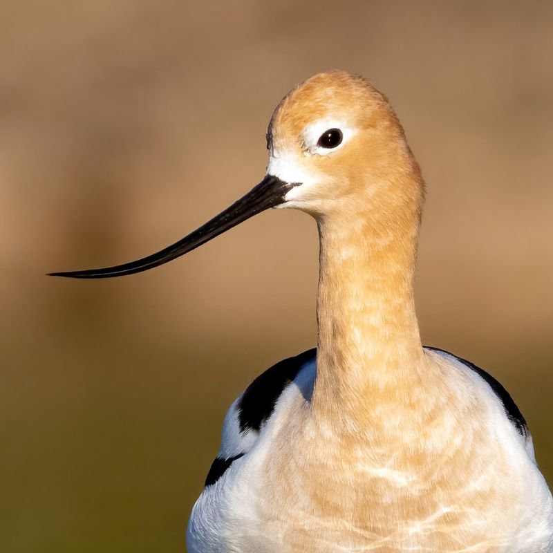 Your Guide to 20 Black and White Birds (And Pictures to Help You Know Them by Sight)