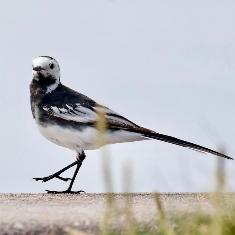 Your Guide to 20 Black and White Birds (And Pictures to Help You Know Them by Sight)