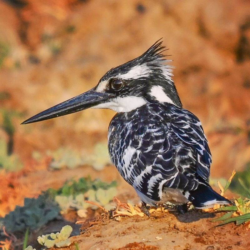 Your Guide to 20 Black and White Birds (And Pictures to Help You Know Them by Sight)