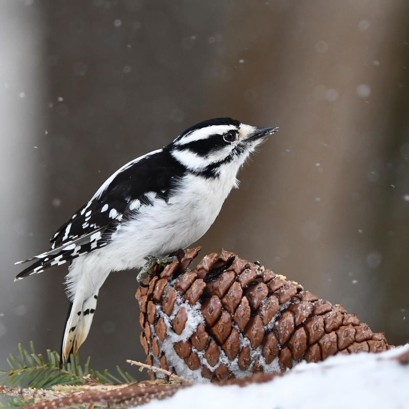 Your Guide to 20 Black and White Birds (And Pictures to Help You Know Them by Sight)