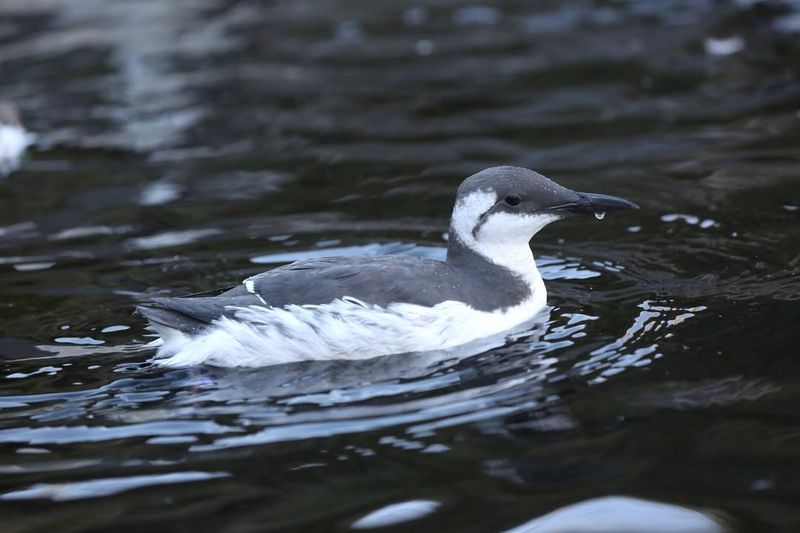 Your Guide to 20 Black and White Birds (And Pictures to Help You Know Them by Sight)