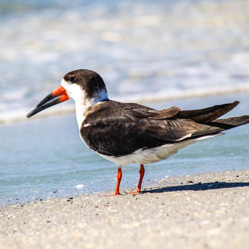 Your Guide to 20 Black and White Birds (And Pictures to Help You Know Them by Sight)