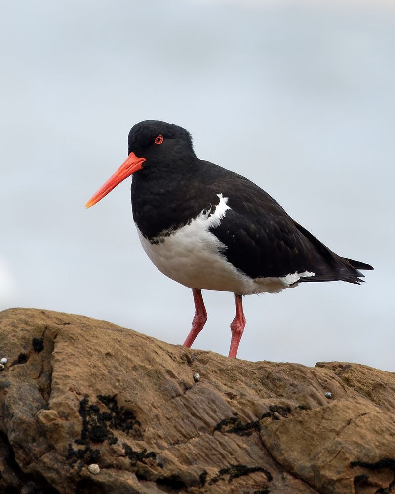 Your Guide to 20 Black and White Birds (And Pictures to Help You Know Them by Sight)