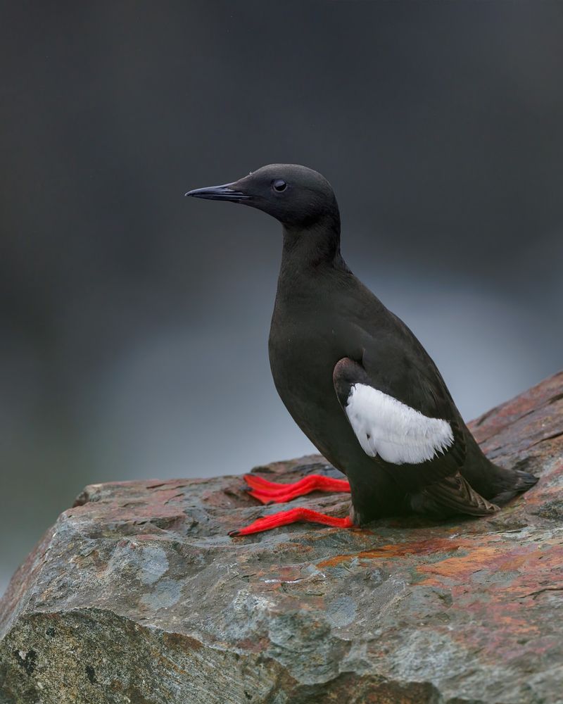 Your Guide to 20 Black and White Birds (And Pictures to Help You Know Them by Sight)