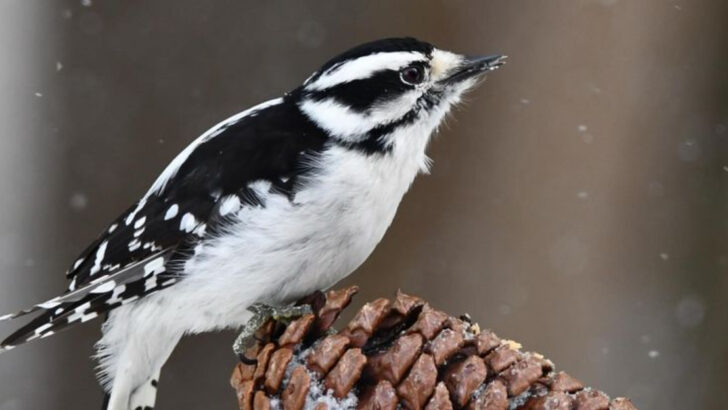 Your Guide to 20 Black and White Birds (And Pictures to Help You Know Them by Sight)