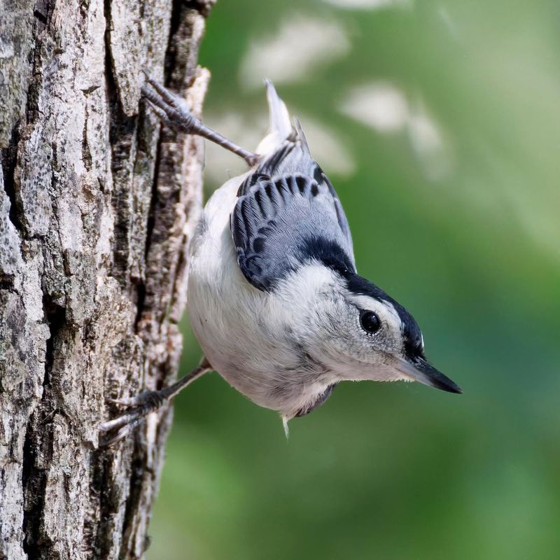 Your Guide to 20 Black and White Birds (And Pictures to Help You Know Them by Sight)