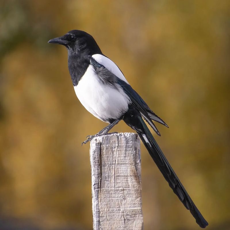 Your Guide to 20 Black and White Birds (And Pictures to Help You Know Them by Sight)