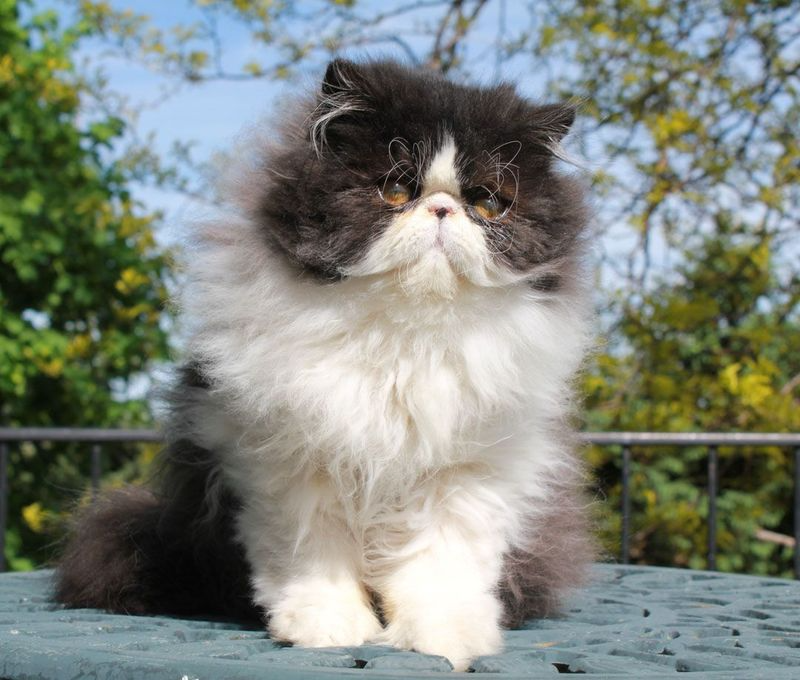 15 Distinctive Features of Persian Cats That Make Them the Royalty of the Feline World