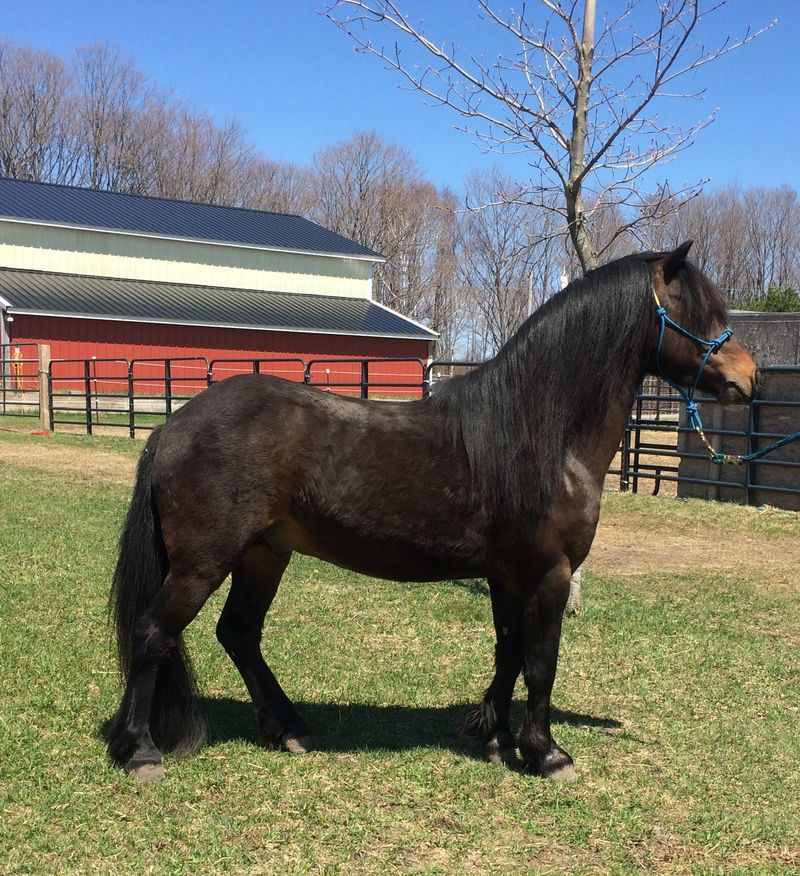 18 Smallest Horse Breeds That Show Prettiest Things Come In Tiniest Packages