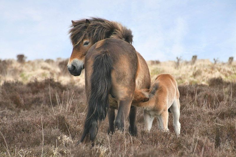 18 Smallest Horse Breeds That Show Prettiest Things Come In Tiniest Packages