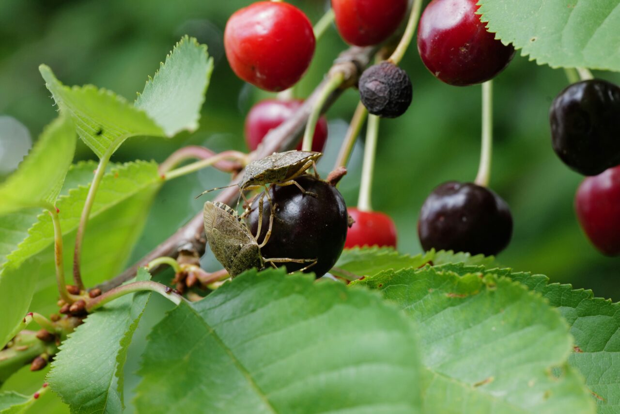 5 Smells That Turn Your Home Into a Bug Magnet and 5 That Keep Pesky Pests Away