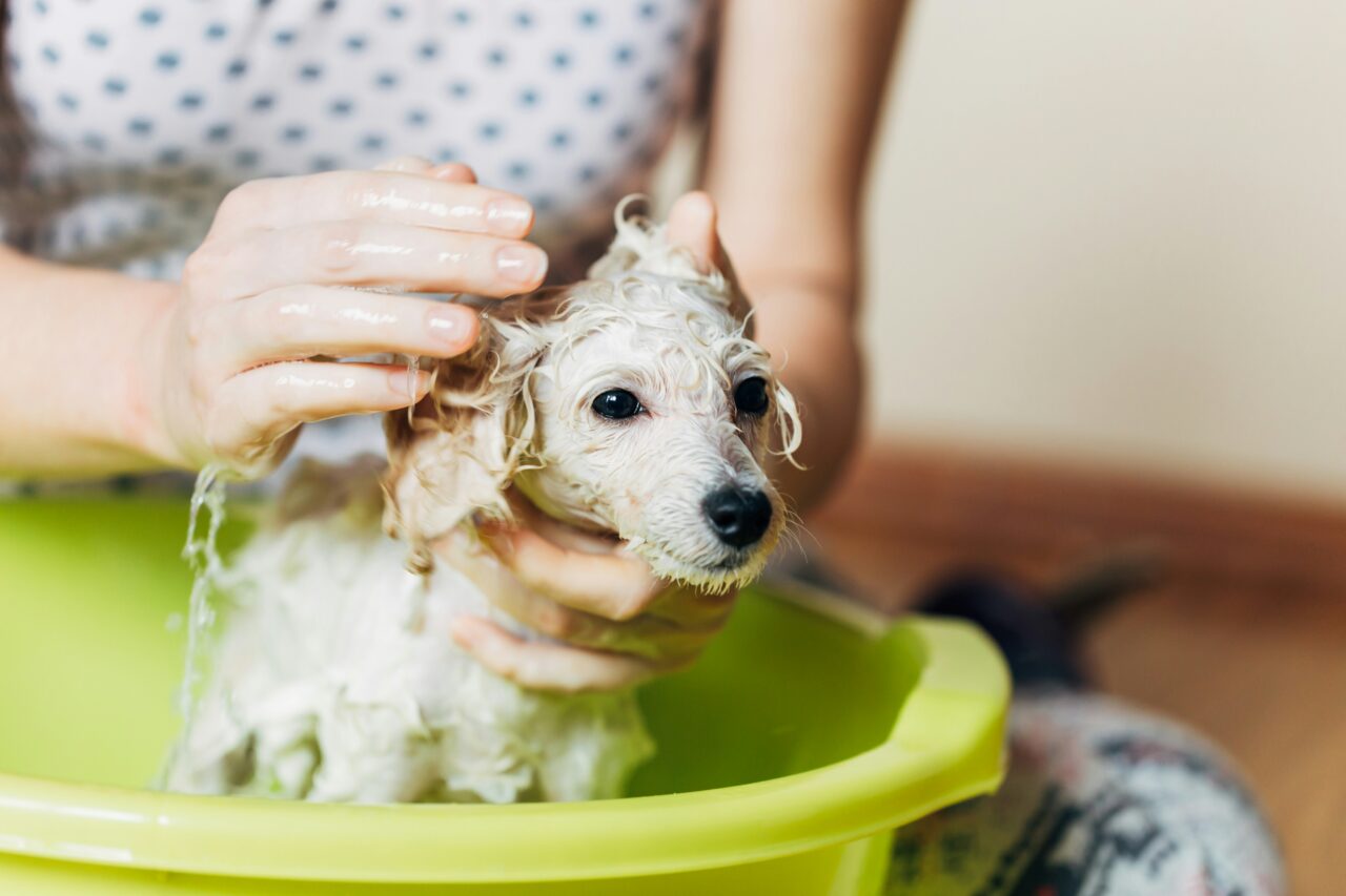 Every Great Dog Owner Knows These 10 Secrets to Keeping Their Pets Thriving