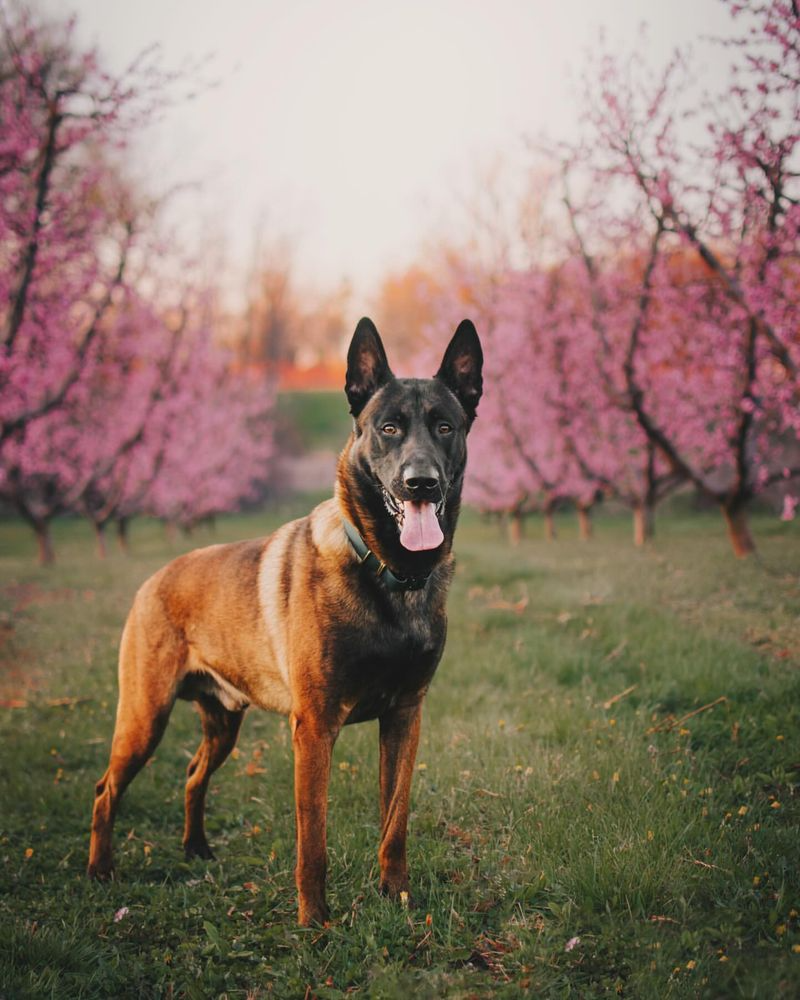 8 Stunning German Shepherd Lookalikes You’ll Love to Meet