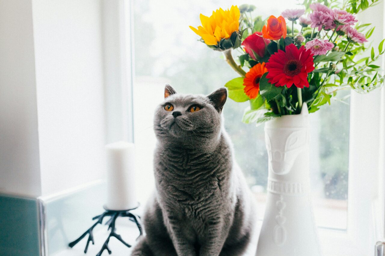 10 Must-Know Tips to Keep Your Pregnant Cat Healthy and Happy Throughout Her Journey