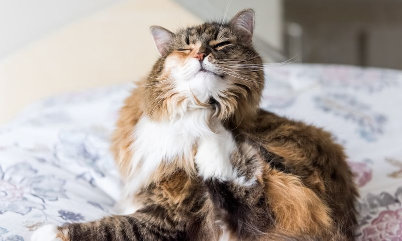 Why Does My Cat Have Dandruff? 11 Causes and Easy Fixes