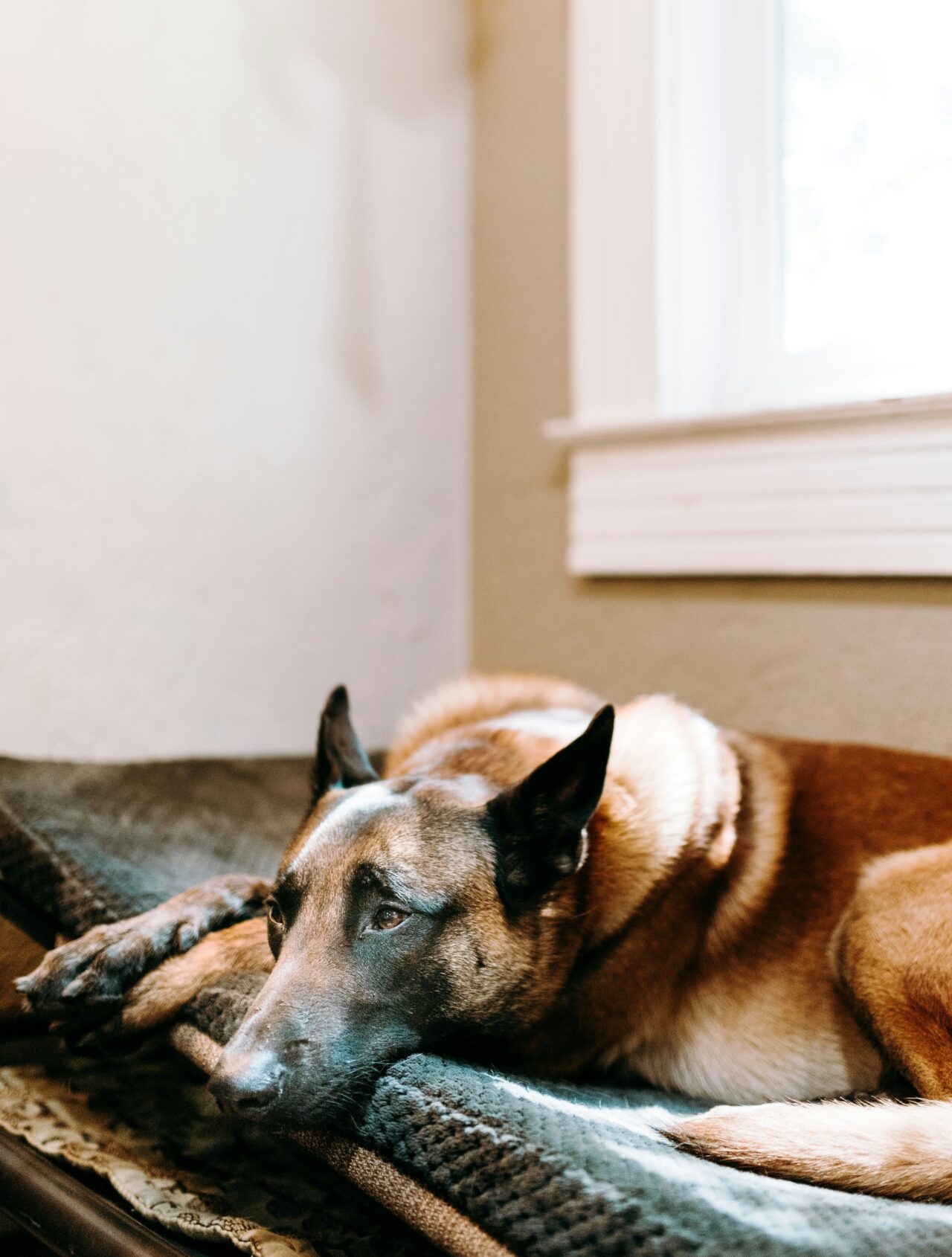 Challenges of Living with a Dog No One Tells You About—And Why It’s Worth It