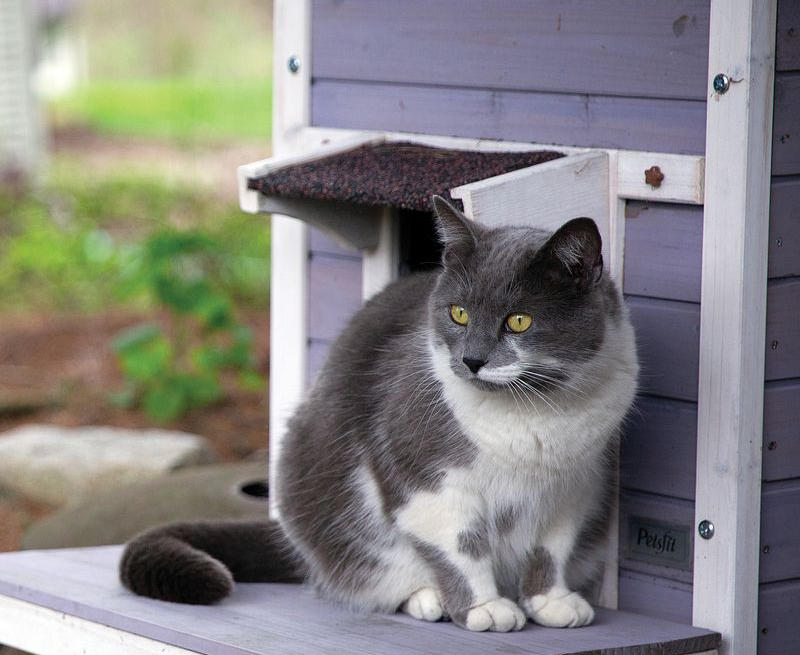 15 Signs Your Cat Is Aging Gracefully and Living Their Best Senior Life