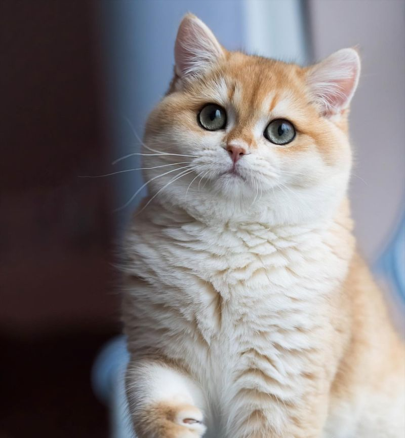 12 Endearing Quirks of British Shorthair Cats That Make Them Truly Unique