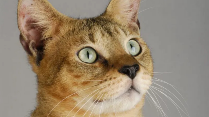 10 Things You Didn’t Know About the Majestic Chausie Cat