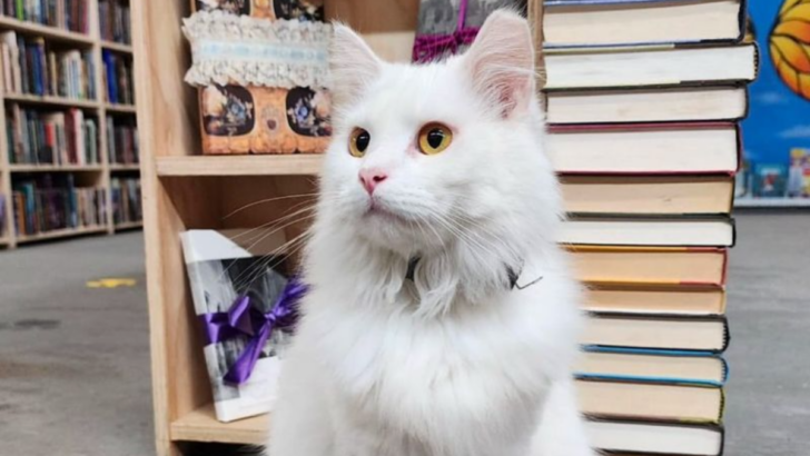 10 Ways Turkish Angora Cats Prove They Belong on the Big Stage