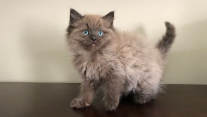 10 Mesmerizing Ragdoll Cat Colors You Won’t Believe Exist