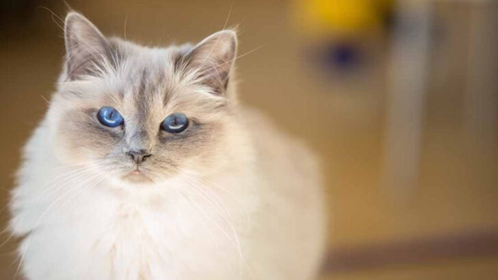 10 Reasons Why Lilac Point Birman Cats Are Stealing Hearts Everywhere