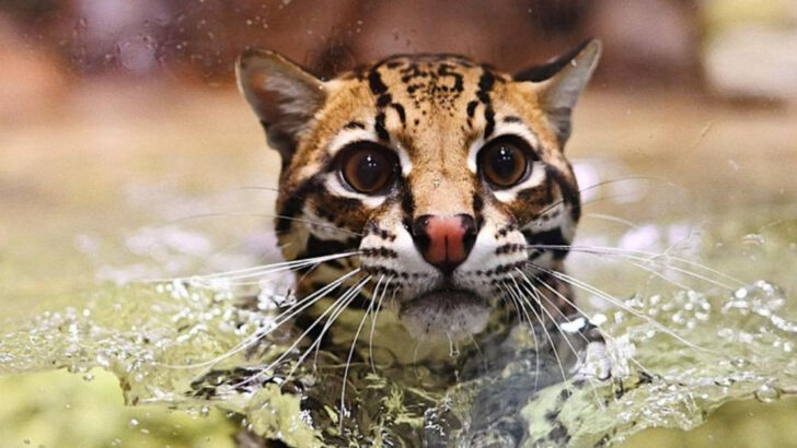 10 Wild Cats That Prove They’re Masters of Water