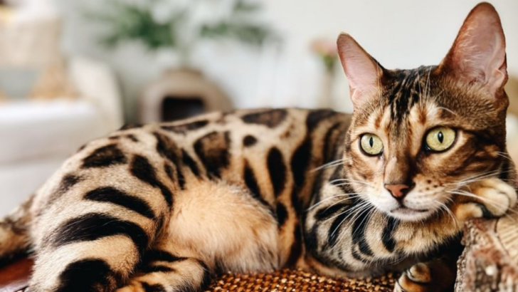 11 Features That Prove Ocicats are Basically Just Domestic Wildcats