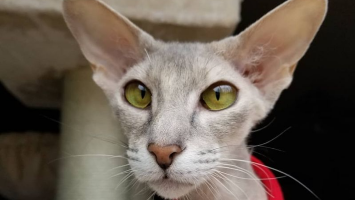 11 Irresistible Reasons to Fall in Love with the Rare and Stunning Peterbald Cat