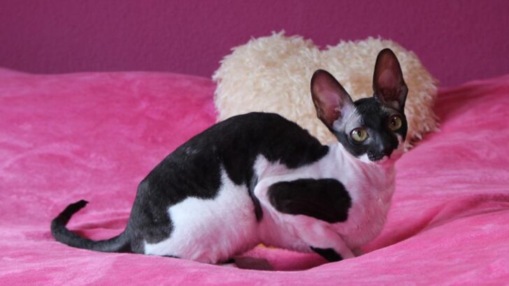 11 Unusual Cornish Rex Coat Colors and Markings