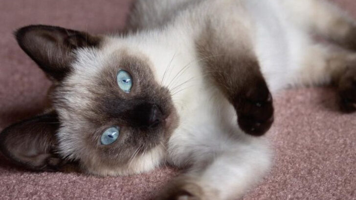 11 Things You Didn’t Know About Chocolate Point Siamese Cats