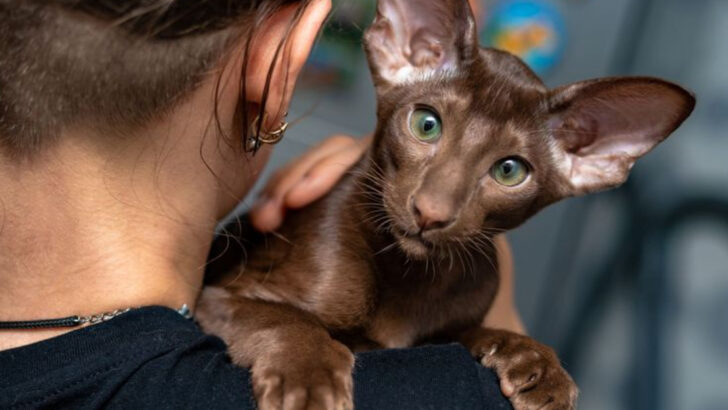 12 Beautiful Brown Cat Breeds You Didn’t Know You Needed in Your Life