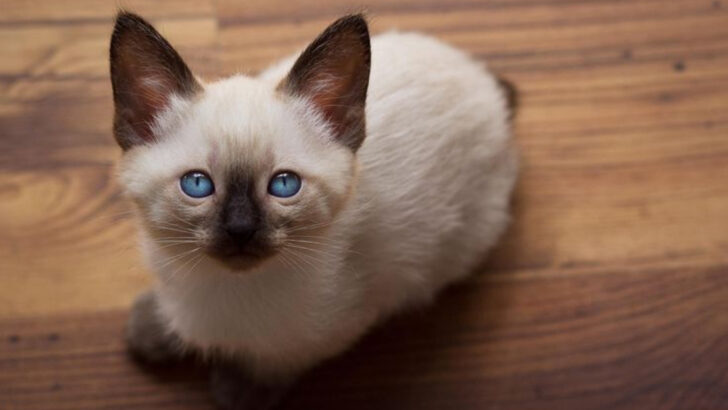 12 Reasons the Mekong Bobtail Stands Out from Other Breeds