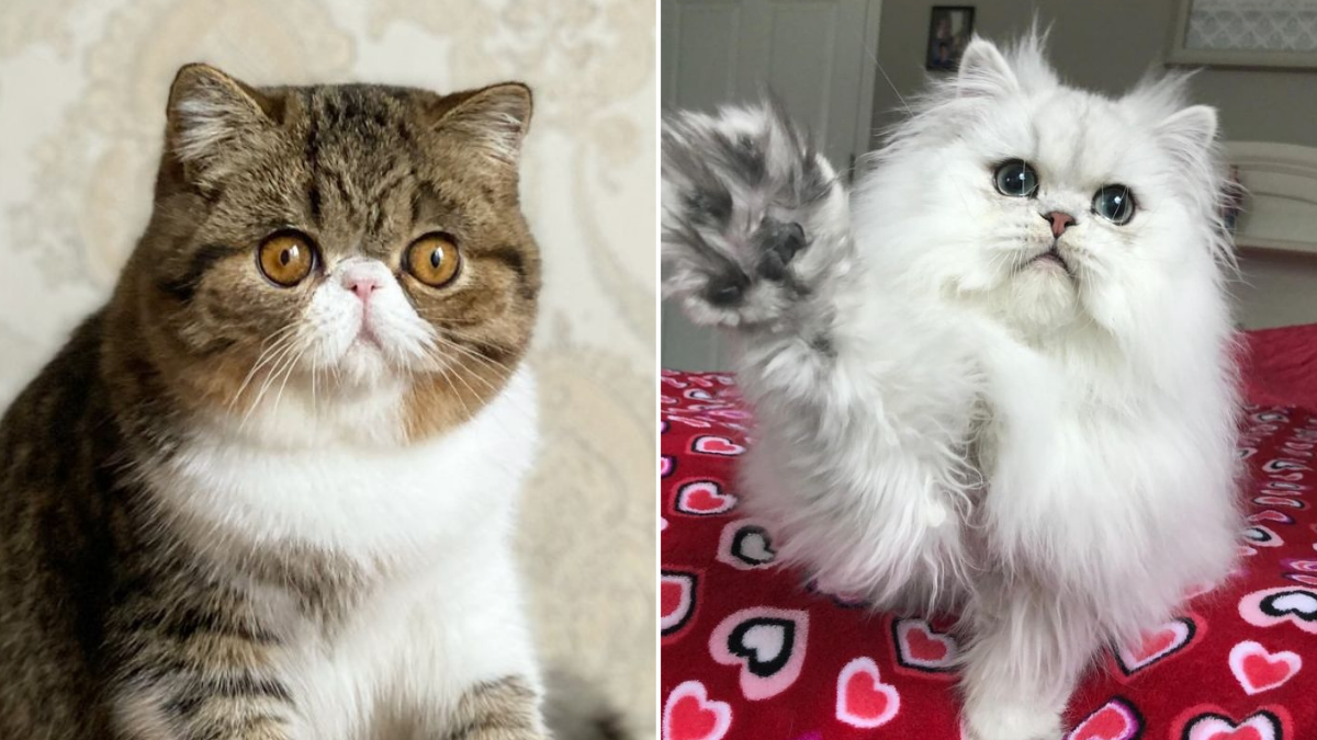 12 Surprising Differences Between Exotic Shorthairs and Persians