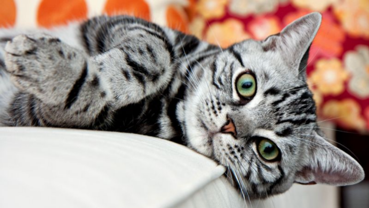 12 Weird and Wonderful Things About American Shorthair Cats