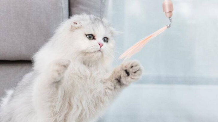 12 Best Persian Cat Toys To Entertain Your Furry Gremlin