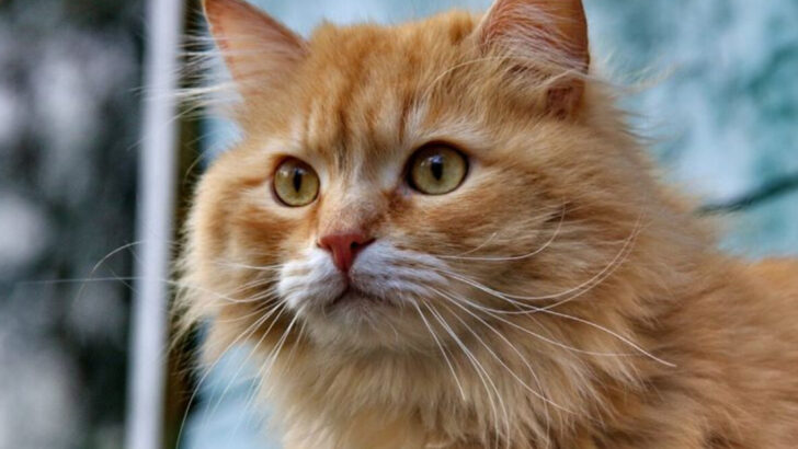 13 Biggest Domestic Cat Breeds You’ll Love – But Are You Ready to Adopt?