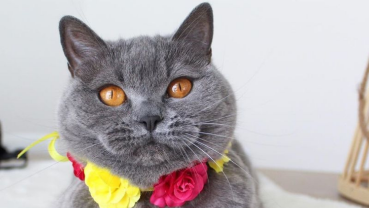 13 Cat Breeds That Are the Ultimate Cuddle Buddies