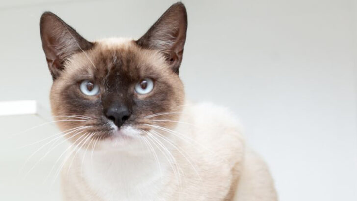 13 Fascinating Facts You Didn’t Know About the Tonkinese Cat