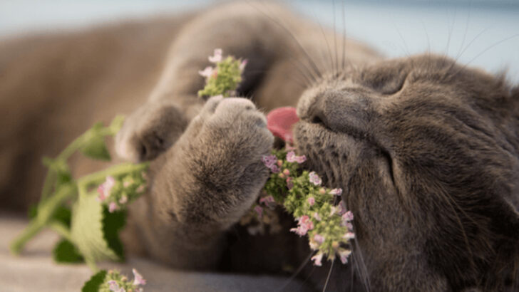 13 Surprising Scents That Can Calm an Anxious Cat