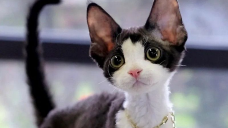 12 Ways Devon Rex Cats Keep Their Humans Entertained 24/7