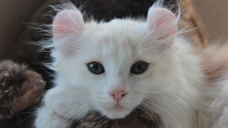 14 Must-Know Facts About the American Curl That Will Make You Love Them Even More