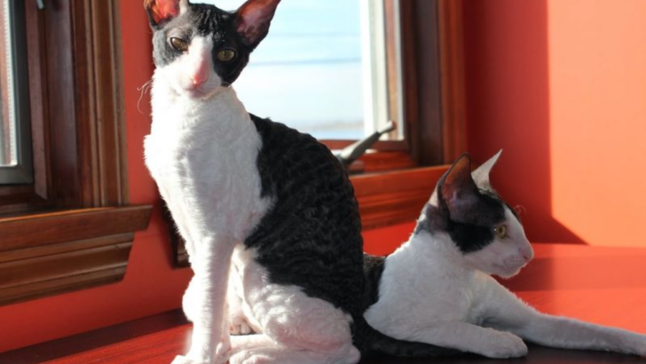 14 Reasons Why Cornish Rex Cats Are the Funniest, Most Lovable Weirdos of the Cat World