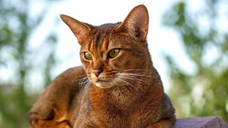 15 Adorable Cat Breeds That Could Be Mistaken for Wild Cats