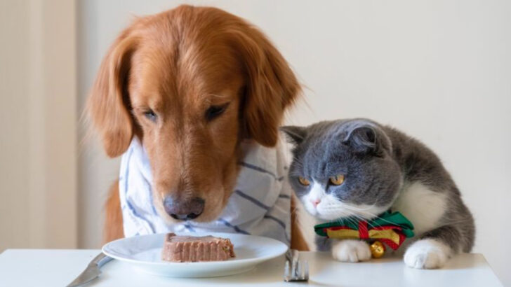 15 Adorable Reasons Cats and Dogs Are Meant for Each Other