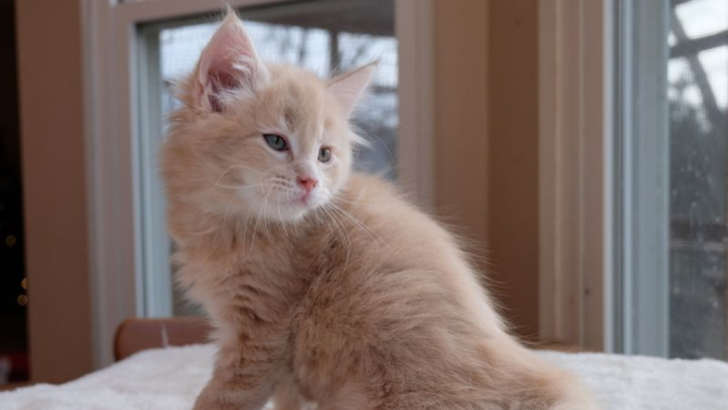 15 Beautiful Maine Coon Colors You Didn’t Know Existed