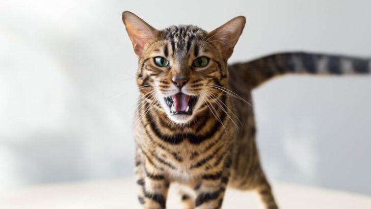 15 Bengal Cat Sounds – Listen Up, They’ve Got Something to Say!