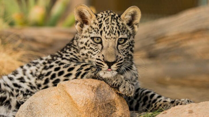 15 Big Cats You Might Never See Again – A Look at the Rarest Species