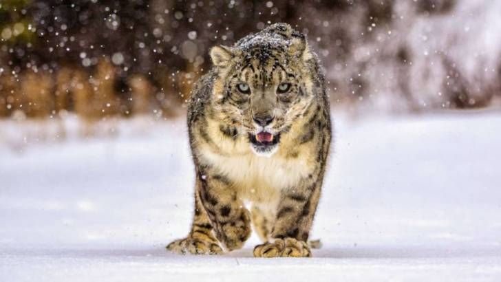 15 Dangerous Wild Cats That Could Take You Down Before You Even Blink